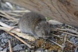 Campagnol (Vole)