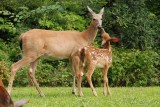 Cerf de Virginie (White-tailed deer)