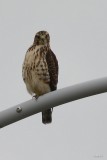 Petite buse (Broad-winged hawk)