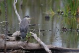 Grand hron (Great blue heron)