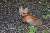 Renard roux (Red fox)