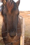 Cheval Islandais (Icelandic horses)