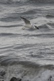 Goéland cendré (Common gull)