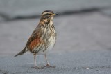 Grive mauvis (Redwing)