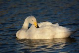 Cygne chanteur (Whooper swan)