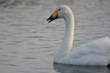 Cygne chanteur (Whooper swan)