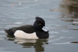 Fuligule morillon (Tufted duck)