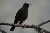 Merle fuligineux (Sooty thrush)