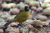 Tohi  grands pieds (Large-footed finch)