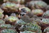 Bruant chingolo (Rufous-collared sparrow)