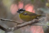 Chlorospin  sourcils briss (Sooty-capped bush tanager)