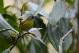 Chlorospin des buissons (Common Chlorospingus aka Common bush-tanager)