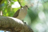 Colombe de Verreaux (White-tipped Dove)