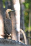 Onoré du Mexique (Bare-throated tiger heron)