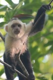 Capucin  face blanche (White-headed capuchin)