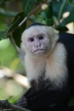 Capucin à face blanche (White-headed capuchin)