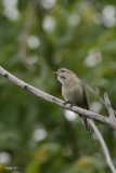 Vireo mlodieux (Warbling vireo)