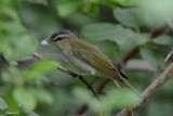 Vireo aux yeux rouges (Red-eyed vireo)
