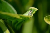 Rainette versicolore (Gray tree frog)