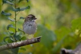Bruant à gorge blanche (White-throated sparrow)