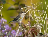 Paruline  croupion jaune (Yellow-rumped warbler)