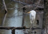 Grande aigrette (Great egret)