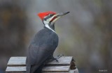 Grand pic (Pileated woodpecker)