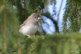 Junco ardois (Dark-eyed junco)