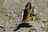 Grand Porte-Queue-Papilio cresphontes Cramer (Giant swallowtail)