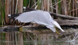 Goéland à bec cerclé (Ring-billed gull)