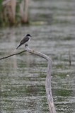 Tyran tritri (Eastern kingbird)