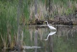 Grande aigrette (Great egret)