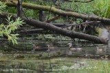 Canard Branchu (Wood duck)