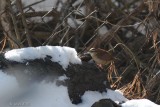 Troglodyte de Caroline (Carolina wren)