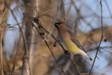 Jaseur dAmrique (Cedar waxwing)