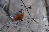 Merle dAmrique (American robin)