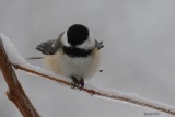 Mésange à tête noire (Black-capped chickadee)
