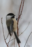 Msange  tte noire (Black-capped chickadee)