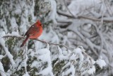 Cardinal rouge (Northern cardinal)