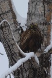 Buse pattue (Rough-legged hawk)