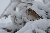 Bruant hudsonien (American tree sparrow)