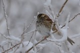 Bruant à gorge blanche (White-throated sparrow)