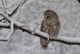 Chouette rayée (Barred owl)