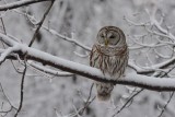 Chouette rayée (Barred owl)