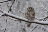 Chouette raye (Barred owl)