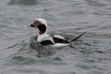 Harelde kakawi (Long-tailed duck)