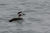 Harelde kakawi (Long-tailed duck)