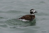 Harelde kakawi (Long-tailed duck)