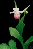 Cypripedium reginae (Showy Ladys-slipper) w. black background. Windsor Co. VT June 17th, 2013