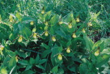Cypripedium parviflorum var. parviflorum Small Southern Yellow Ladys-Slipper Shenandoah Natl Park May 25th, 2013